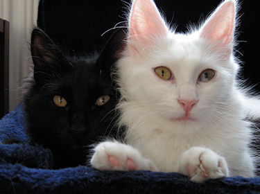 l'Angora Turc